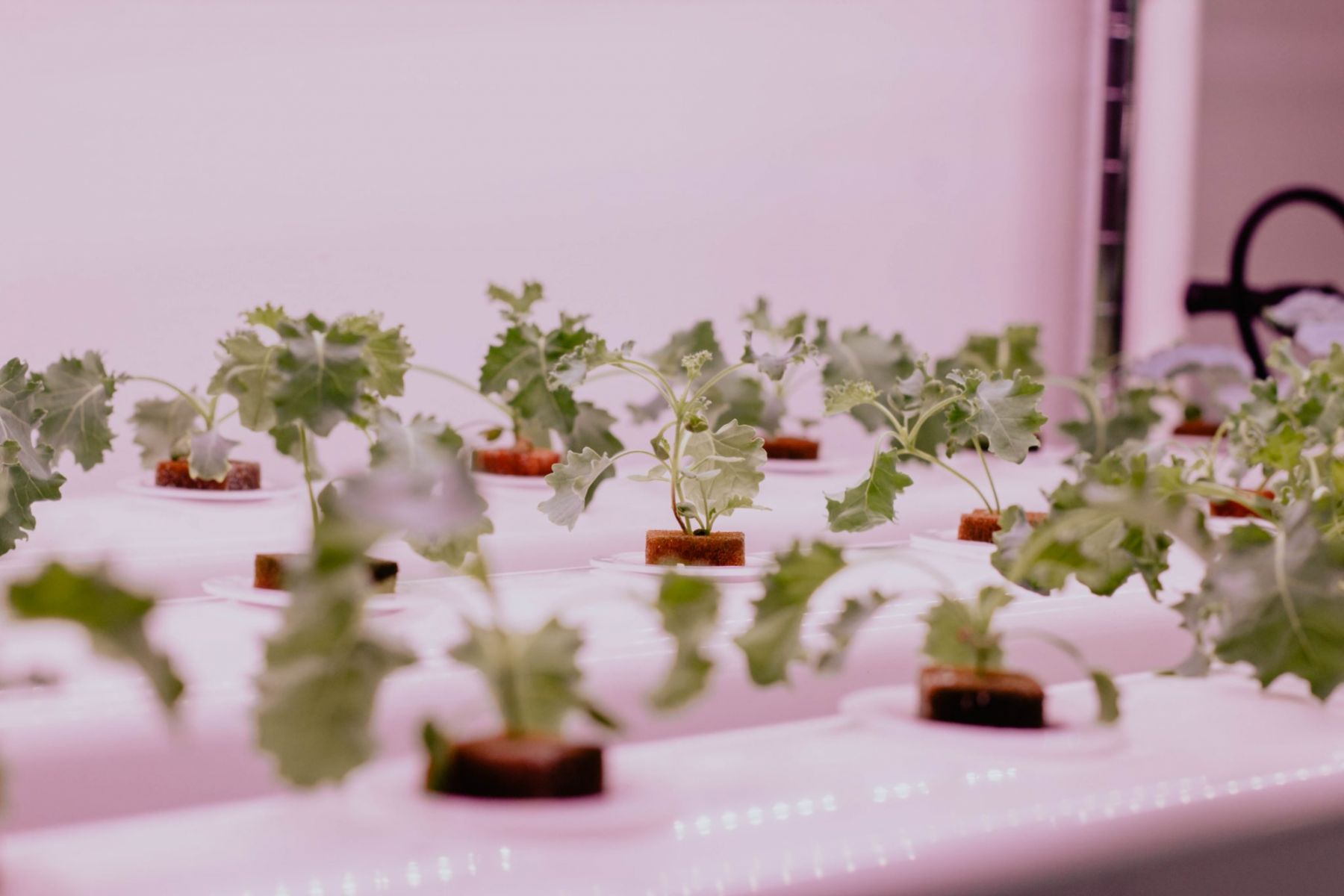 Have a go at hydroponic farming in this workshop with ASD Sutdio and Urban Green Dot (Image courtesy of: Archifest 2021)