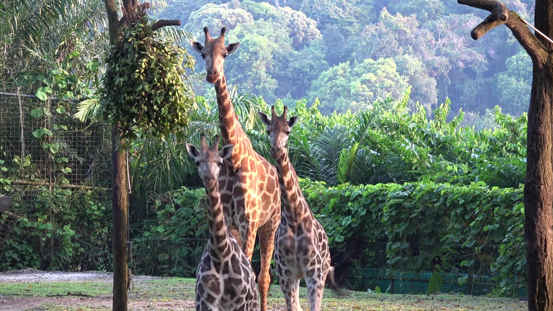 Photo: Balaji (leftmost), Adhil (rightmost) and Jubilee (middle)/Wildlife Reserves Singapore