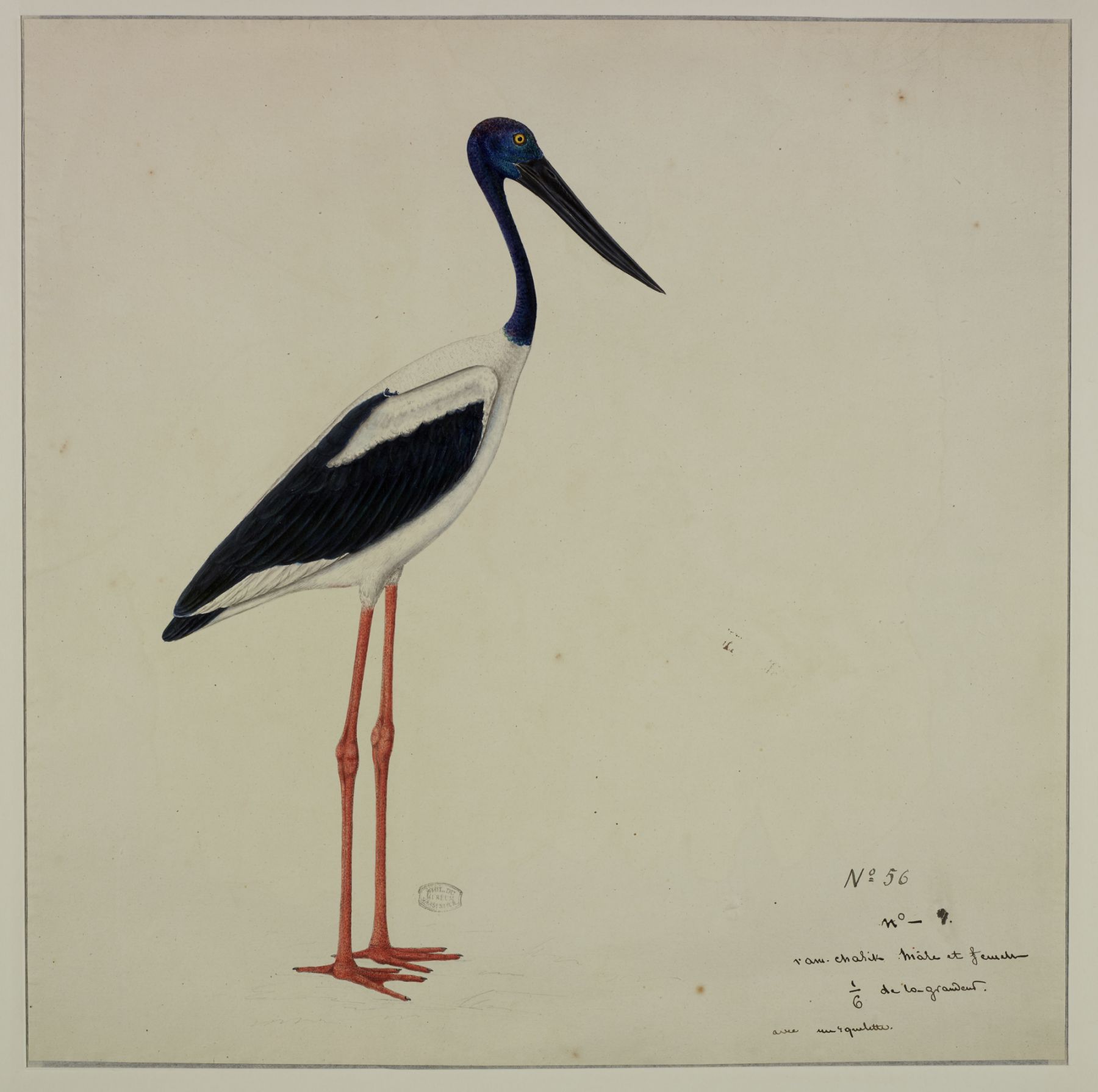 Photo: Diard and Duvaucel