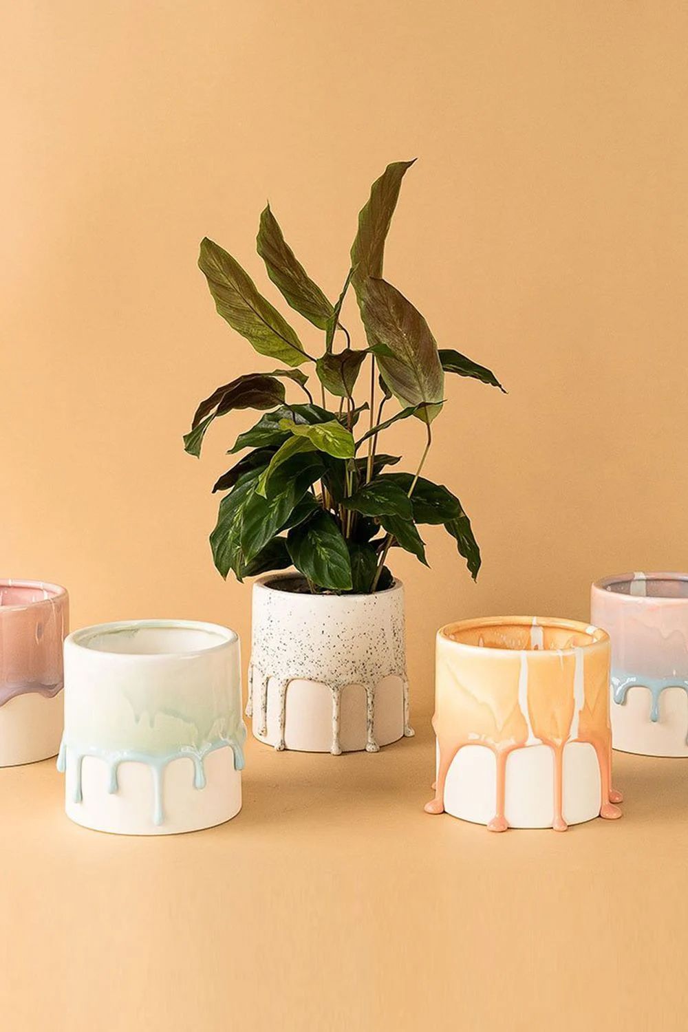 House your new potted plants in statement planters (Image: Tumbleweed Plants)