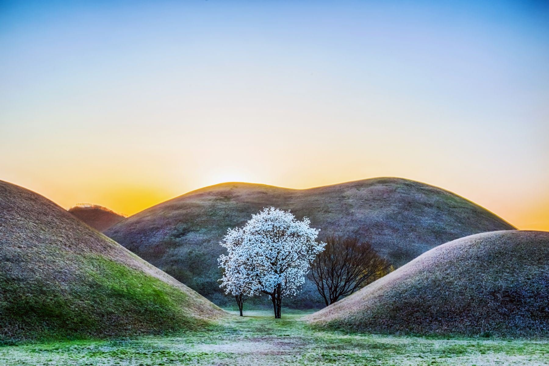 It was a warn Spring day evening, just after the sunset. The sky was clear and colorful with sunset glow. I was visiting the historic park. It was the place where many ancient royal tombs were placed. Tombs were big, and looked like a small hill. There was a magnolia tree between tombs. White magnolia flowers were covering the tree.