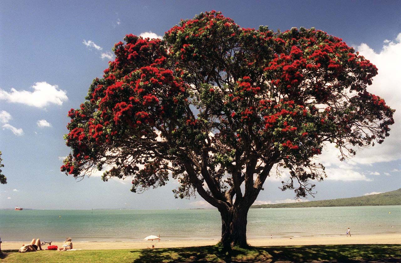 AUCKLAND, NEW ZEALAND - DECEMBER 09:  Pohutukawa tree in flower at Narrow Neck Beach Auckland.  (Photo by David Hallett/Getty Images)