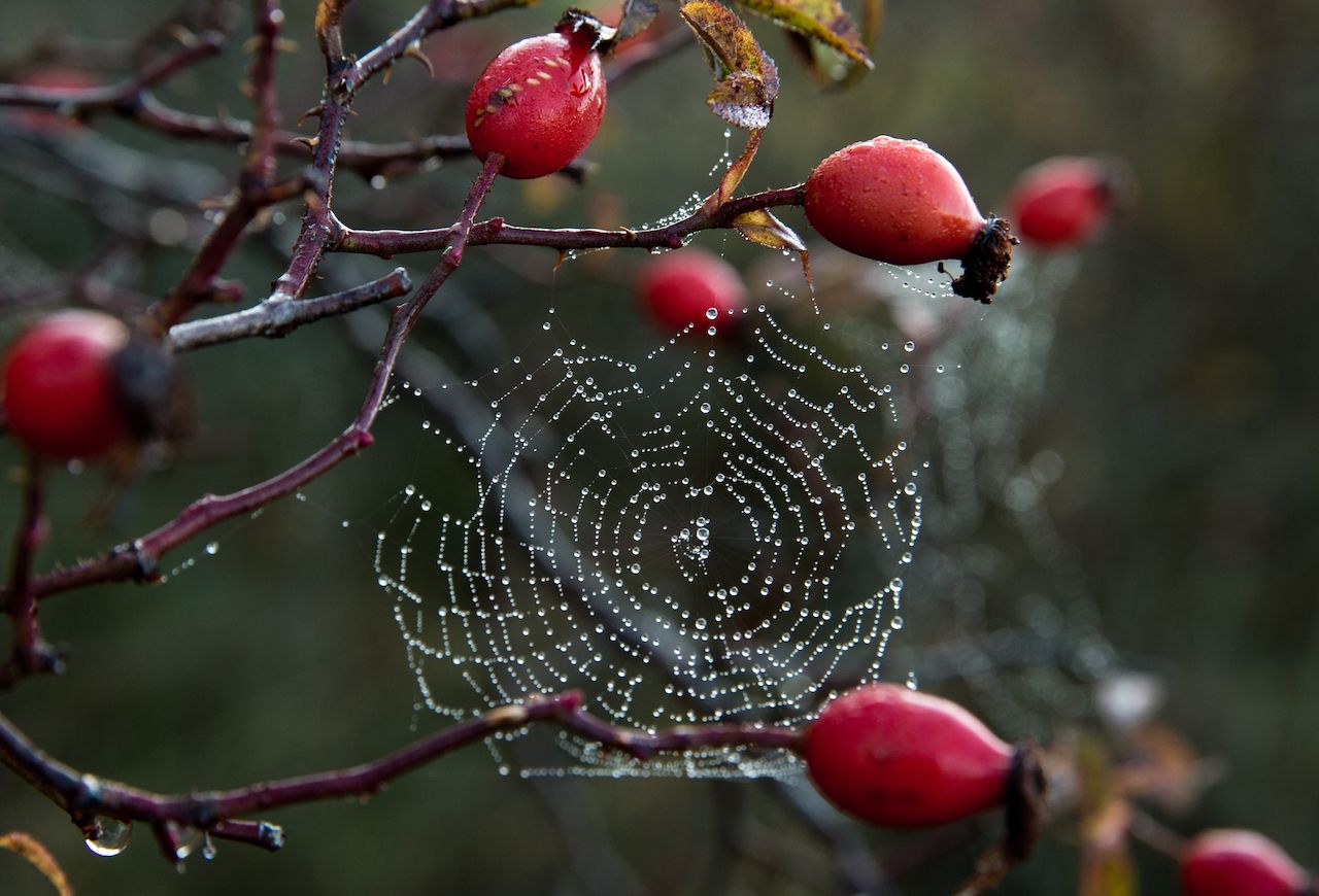 CRIMEA, RUSSIA - OCTOBER 10, 2021: Spider cobweb on a dogrose in the vicinity of the village of Klinovka, Simferopol District, Crimea, in mid autumn. Sergei Malgavko/TASS (Photo by Sergei Malgavko\TASS via Getty Images)