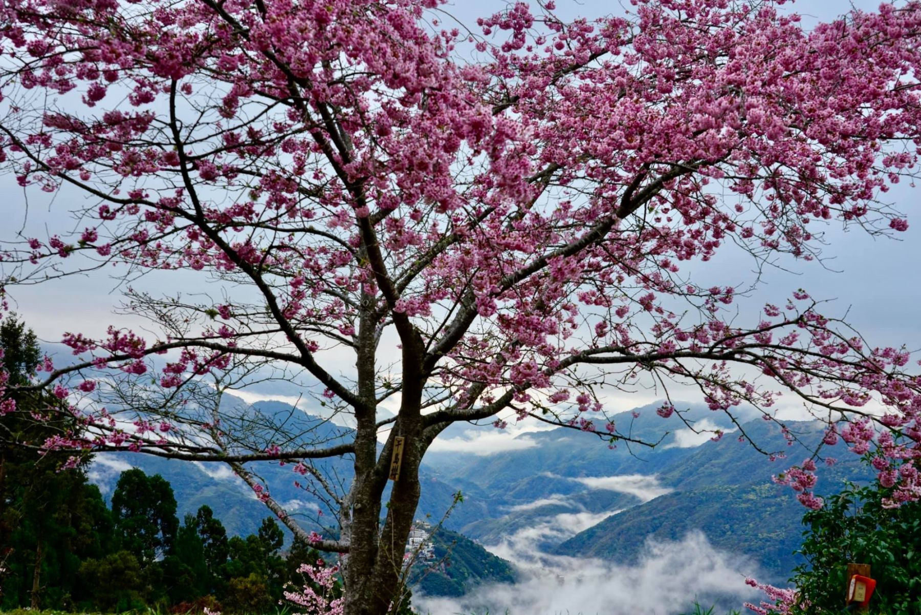 2022 櫻花季指南 訂不到武陵農場好哀傷 全台6 大賞櫻秘境推薦 櫻花海美景超壯觀 Tatler Asia