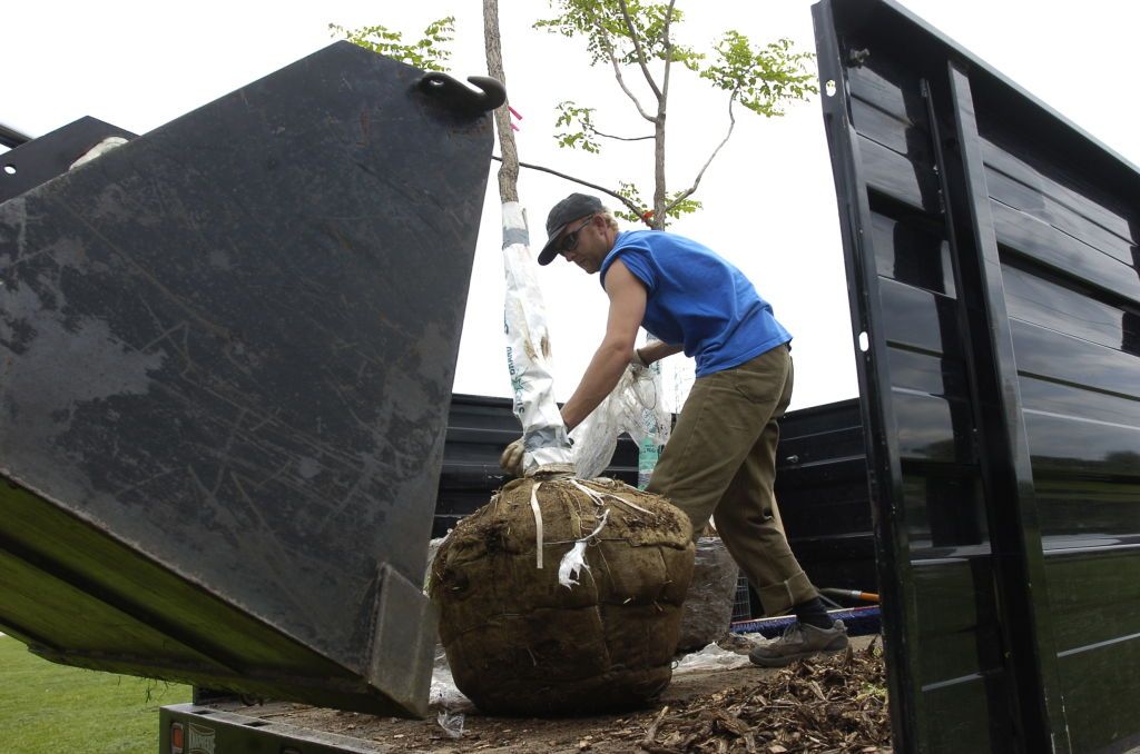 Vit Kohoutek checks to make sure a tree is straight before shoveling back in the dirt near the East Boulder Community Park.(Photo by Paul Aiken/Digital First Media/Boulder Daily Camera via Getty Images)