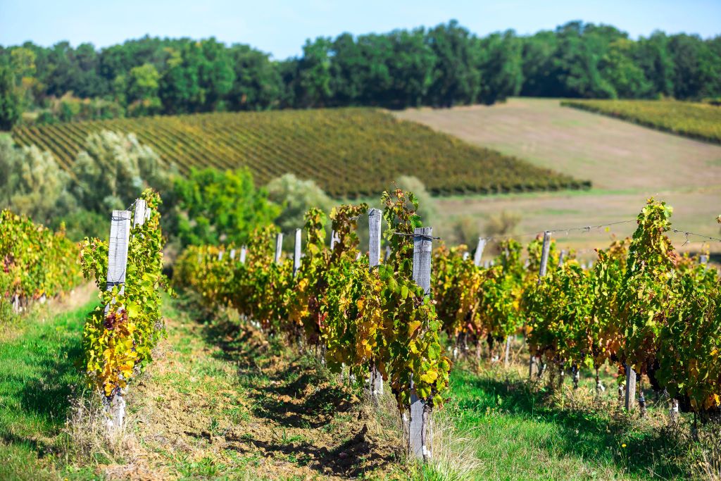 Creon (south-western France): organic vines, Bordeaux Superieur appellation, area of Bordeaux. Vineyard before the harvest. (Photo by: Andia/Universal Images Group via Getty Images)