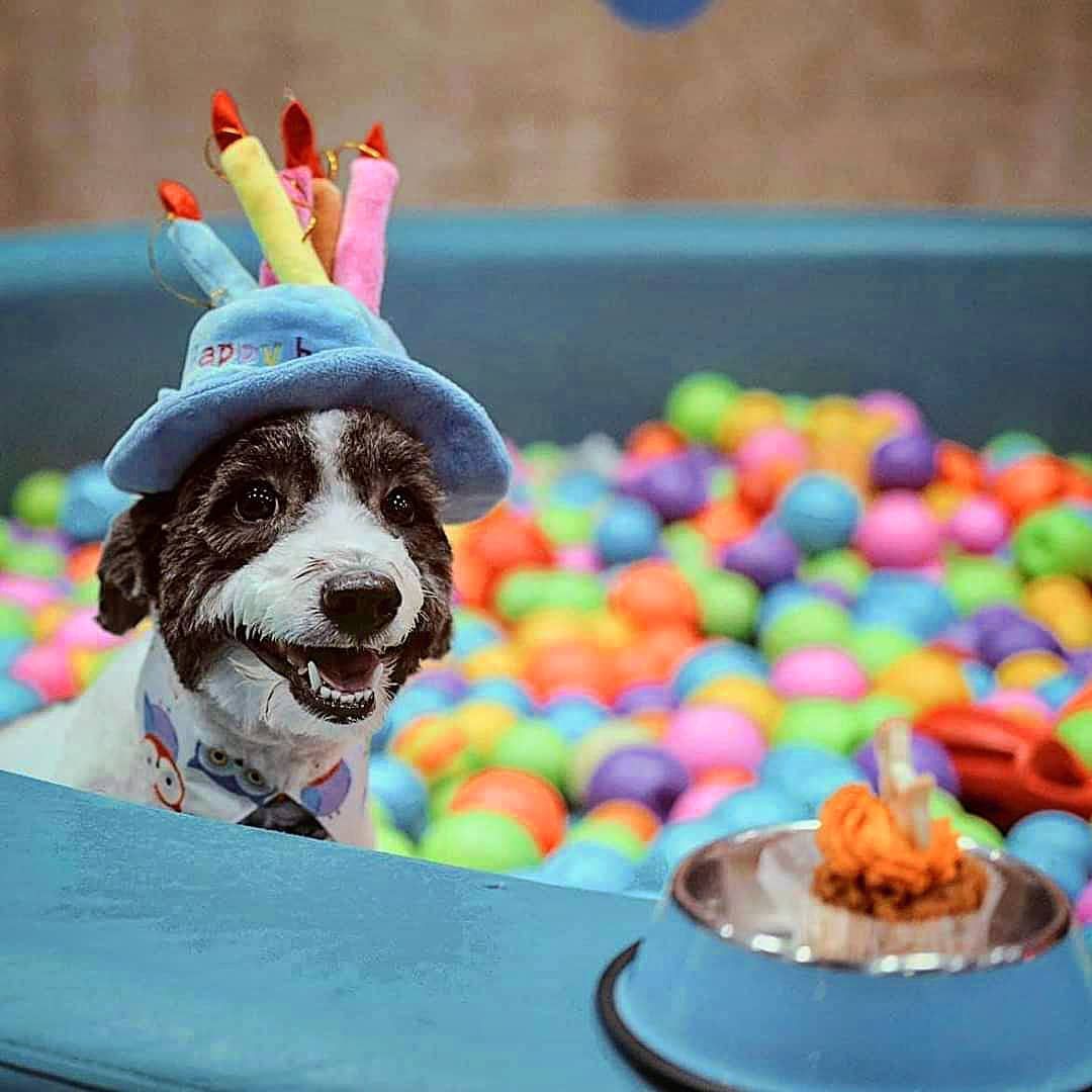 Photo: Instagram / @barkcentralph