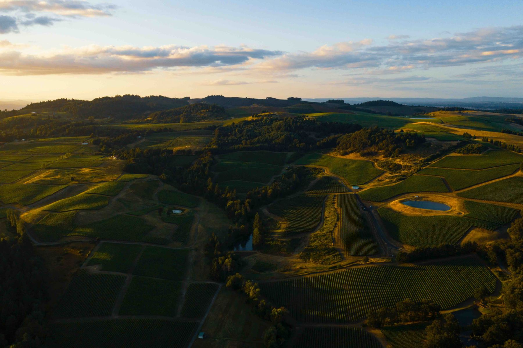 Vines of the Willamette Valley in Oregon (Photo: Dan Meyers, Unsplash)