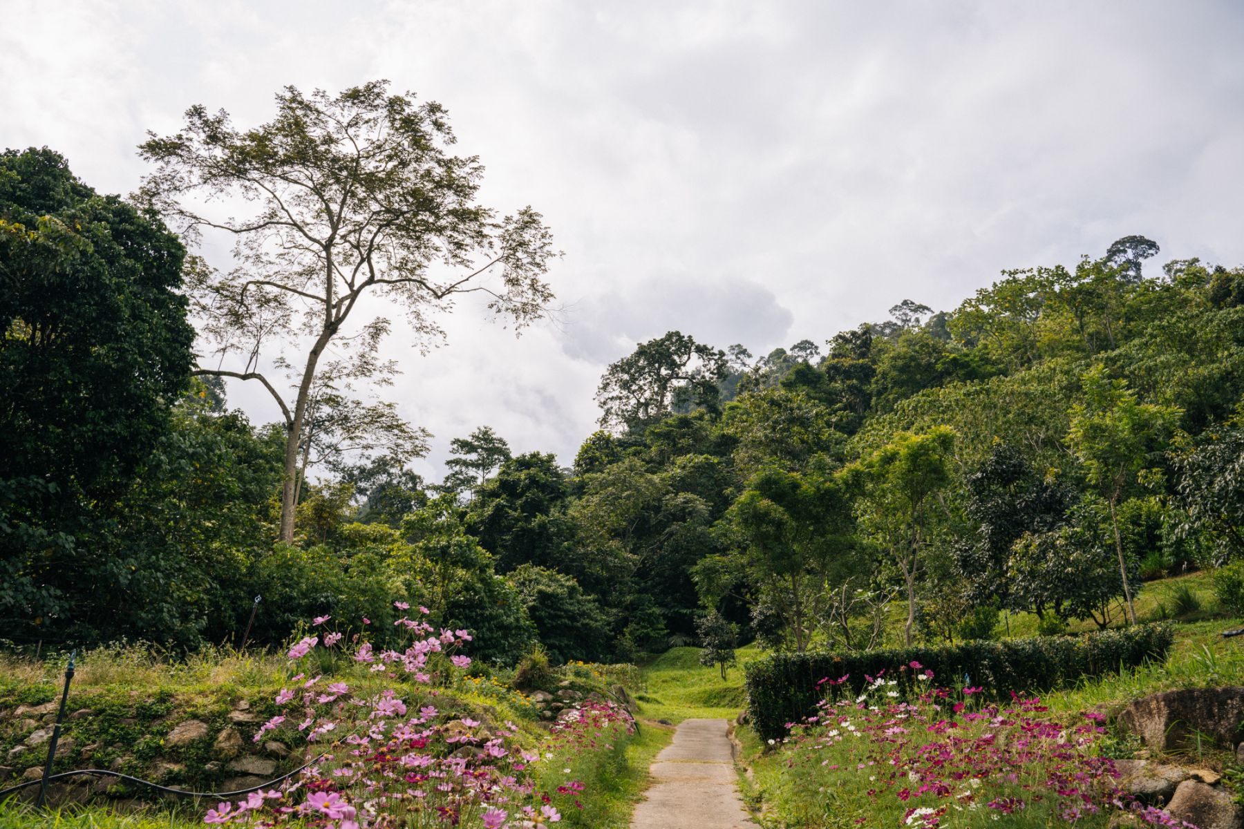 The picturesque settings of the farm in Janda Baik