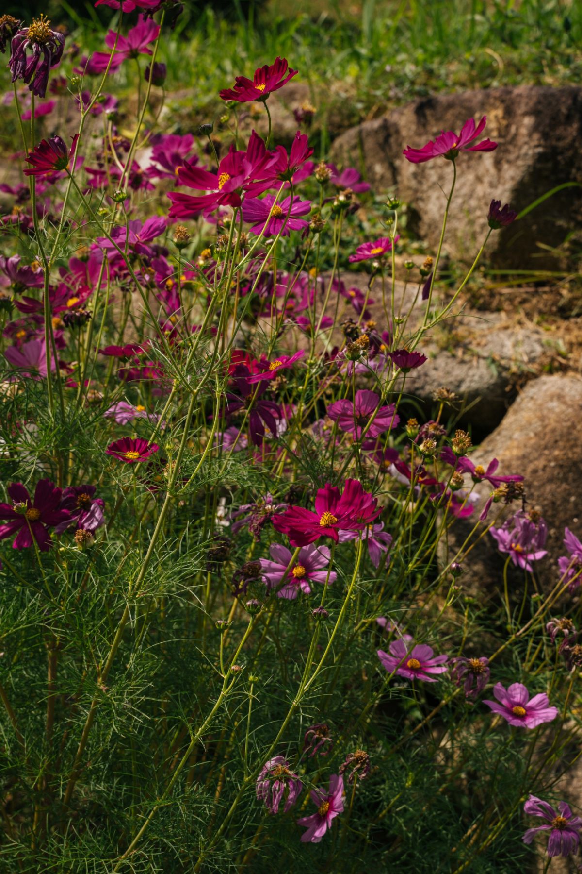 Blossoms in bloom