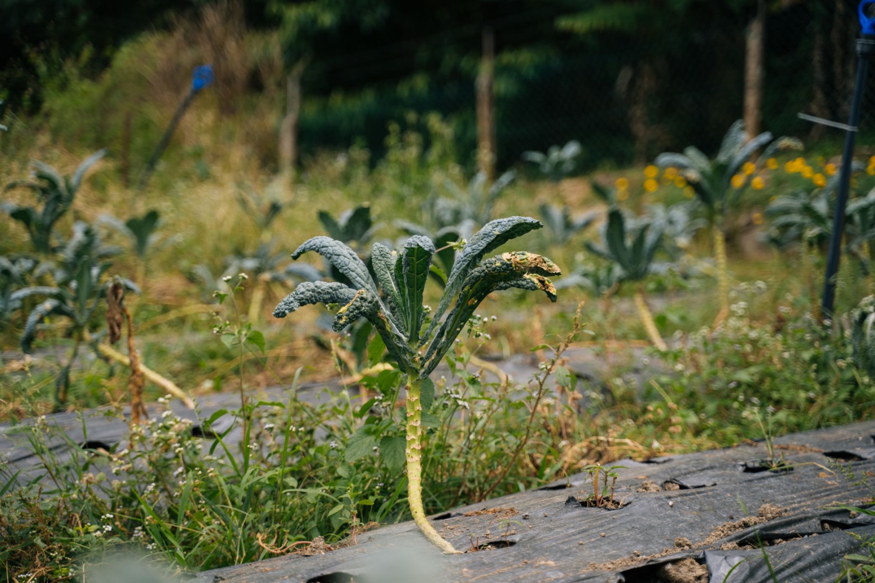 Some of the plants at Janda Baik