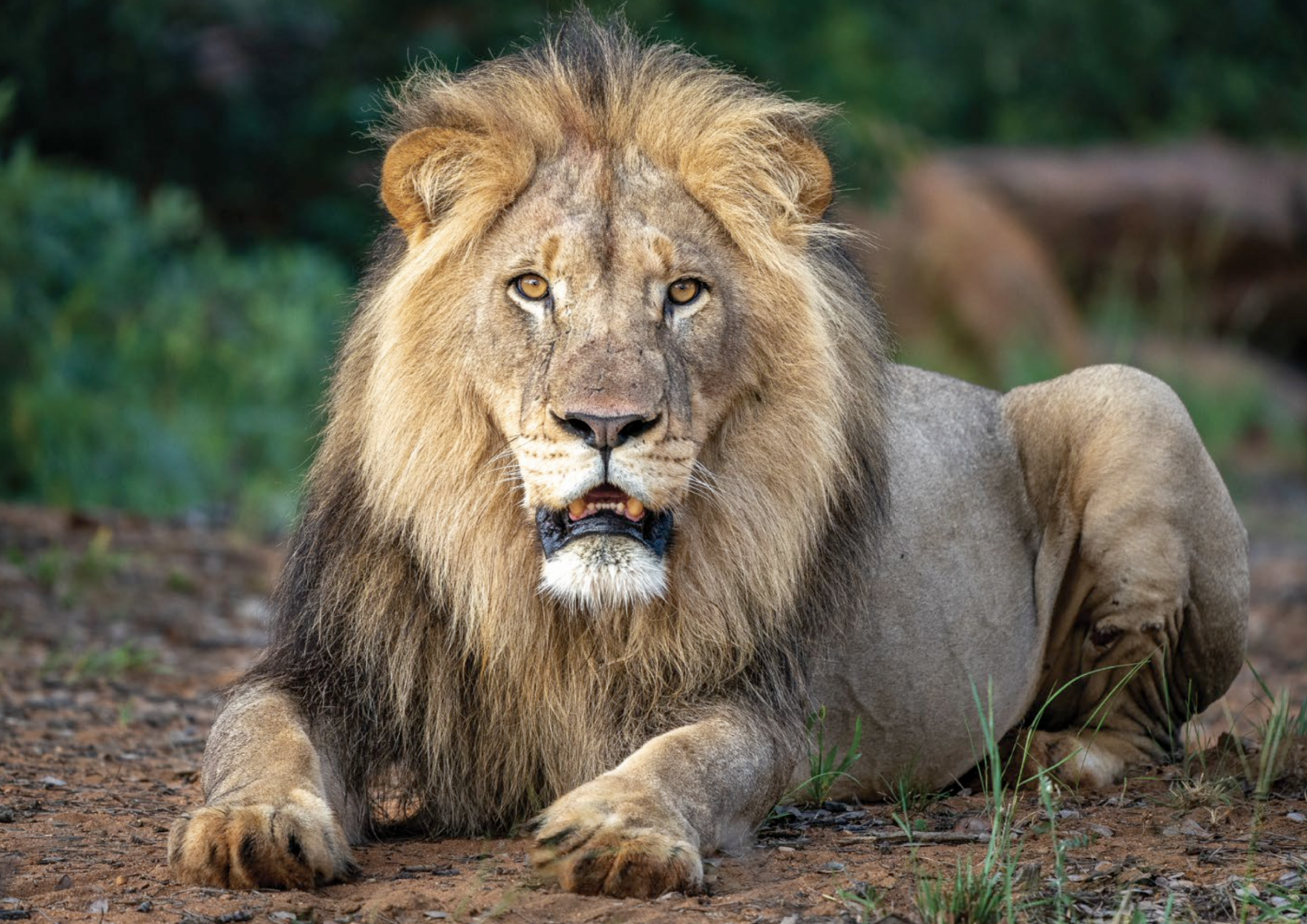 In Lapalala, getting up close with wildlife is part of an ordinary day