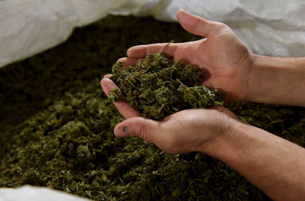 Barto, PA - March 30: Ben Davies holds harvested hemp buds grown at his Wild Fox Farm in Barto, Pa Monday, March 30, 2020, as the coronavirus epidemic forces changes in the way he markets his farm products. "n(Bill Uhrich - MediaNewsGroup/Reading Eagle via Getty Images)"n