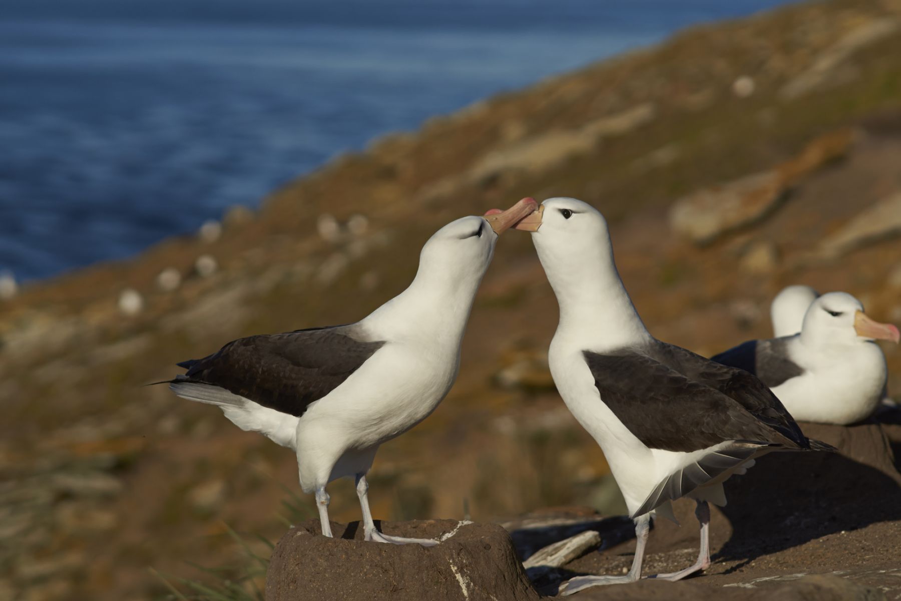 Pair of Black-browed Albatross (Thalassarche melanophrys) courting on the cliffs of Saunders Island in the Falkland Islands.