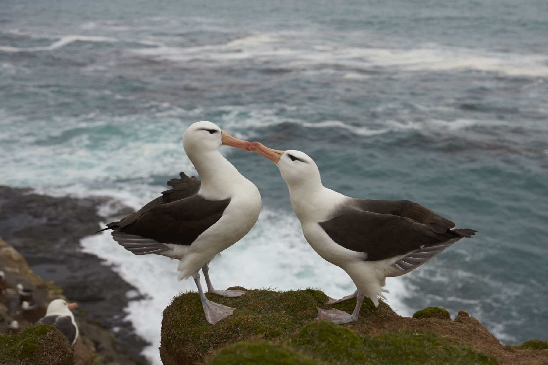 Pair of Black-browed Albatross (Thalassarche melanophrys) courting on the cliffs of Saunders Island in the Falkland Islands.