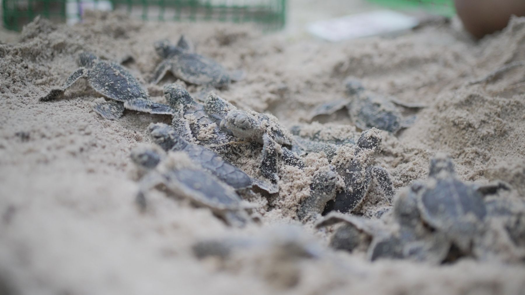 Baby sea turtles being released into the sea after hatching