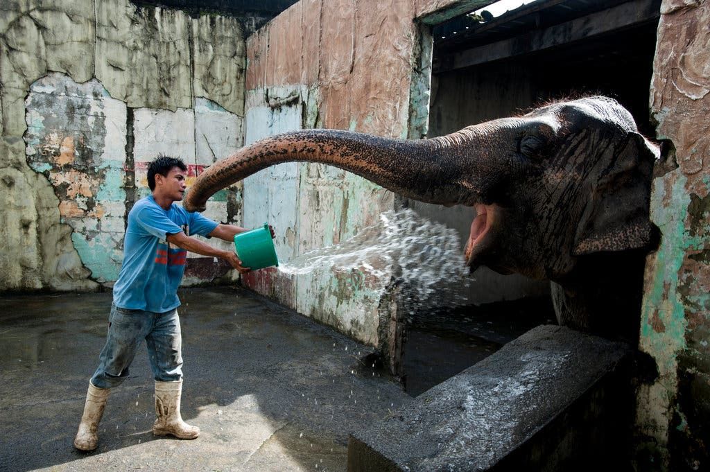 Mali the elephant gets a bucket of water from Noel Co, who has been her caretaker at the Manila Zoo for about 12 years. She came to the zoo at age 3 and is now 38 years old. (Photo: Jes Aznar/The International Herald Tribune)