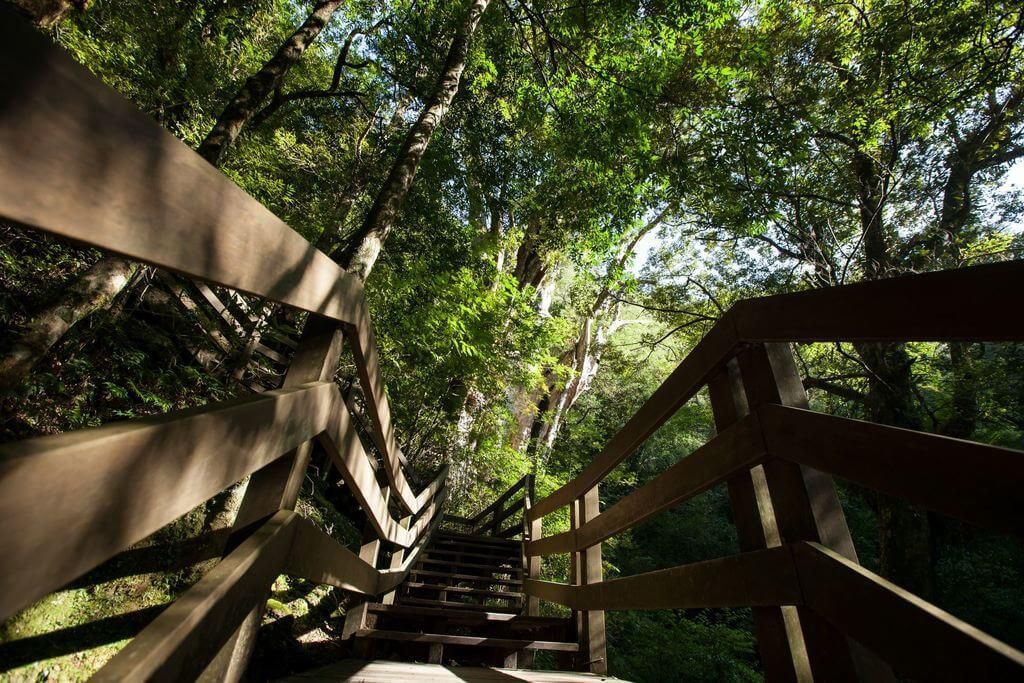 沿著拉拉山的環山步道就能輕鬆近距離親近神木。