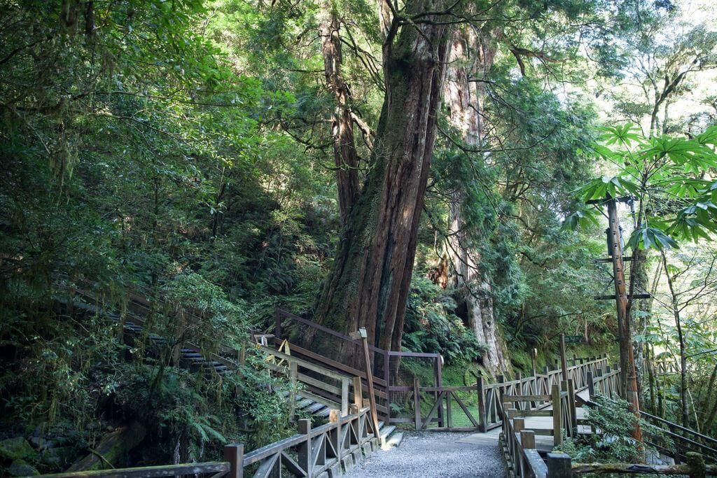 拉拉山位處海拔約2,000公尺高,空氣清新能夠放鬆身心盡情森呼吸。