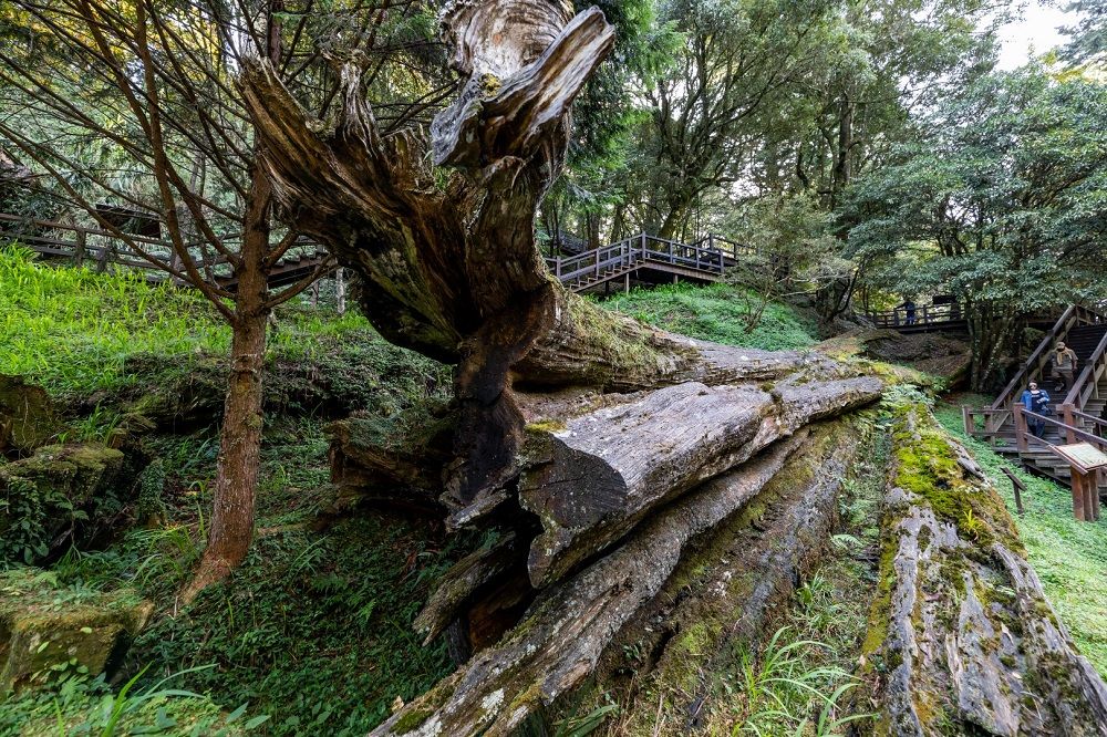 阿里山國家森林遊樂區,一探壯麗的「阿里山神木」遺跡。