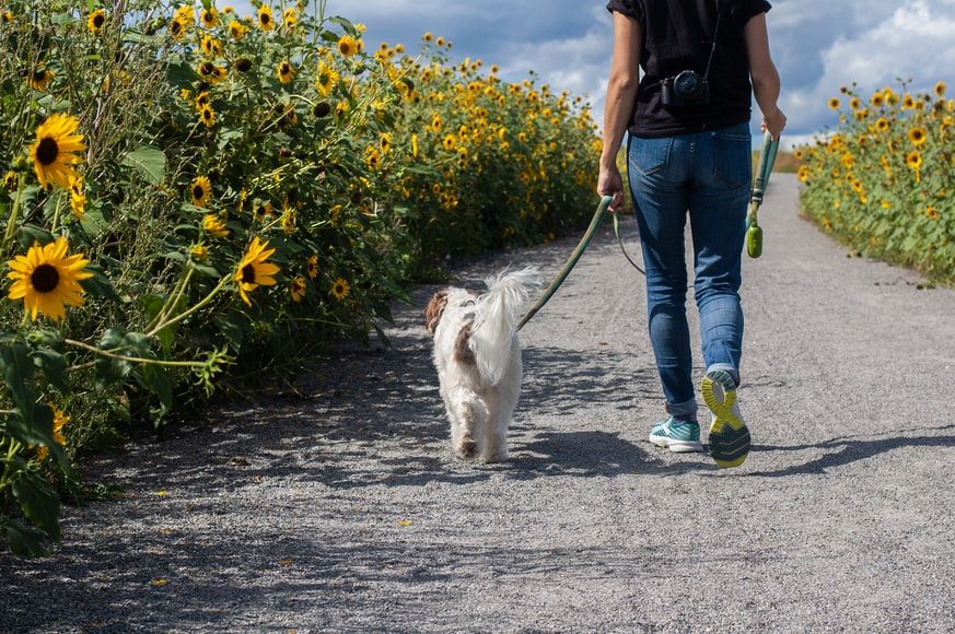 Walking your dog more often may serve as a distraction (Photo: Delphine Beausoleil/Unsplash)