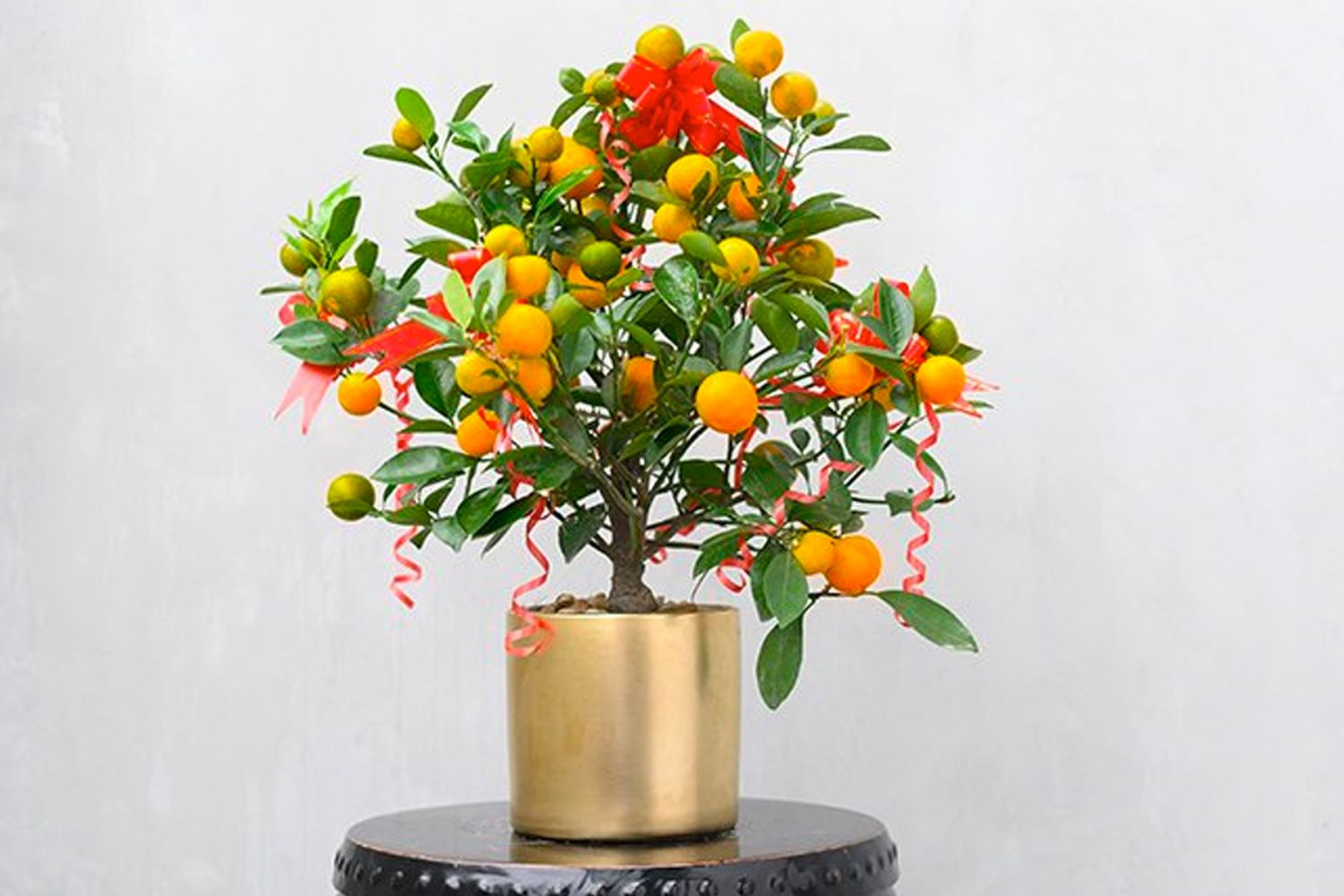 These mini citrus trees add a colourful vibrance to any space (Image: Tangs)