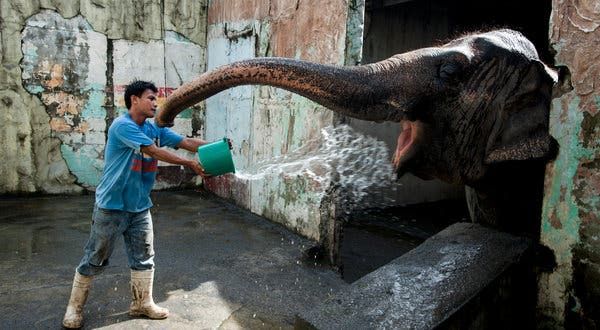 Maali the elephant gets a bucket of water from Noel Co, who has been her caretaker at the Manila Zoo for about 12 years (Caption: The New York Times, Photo: Jes Aznar for The International Herald Tribune)