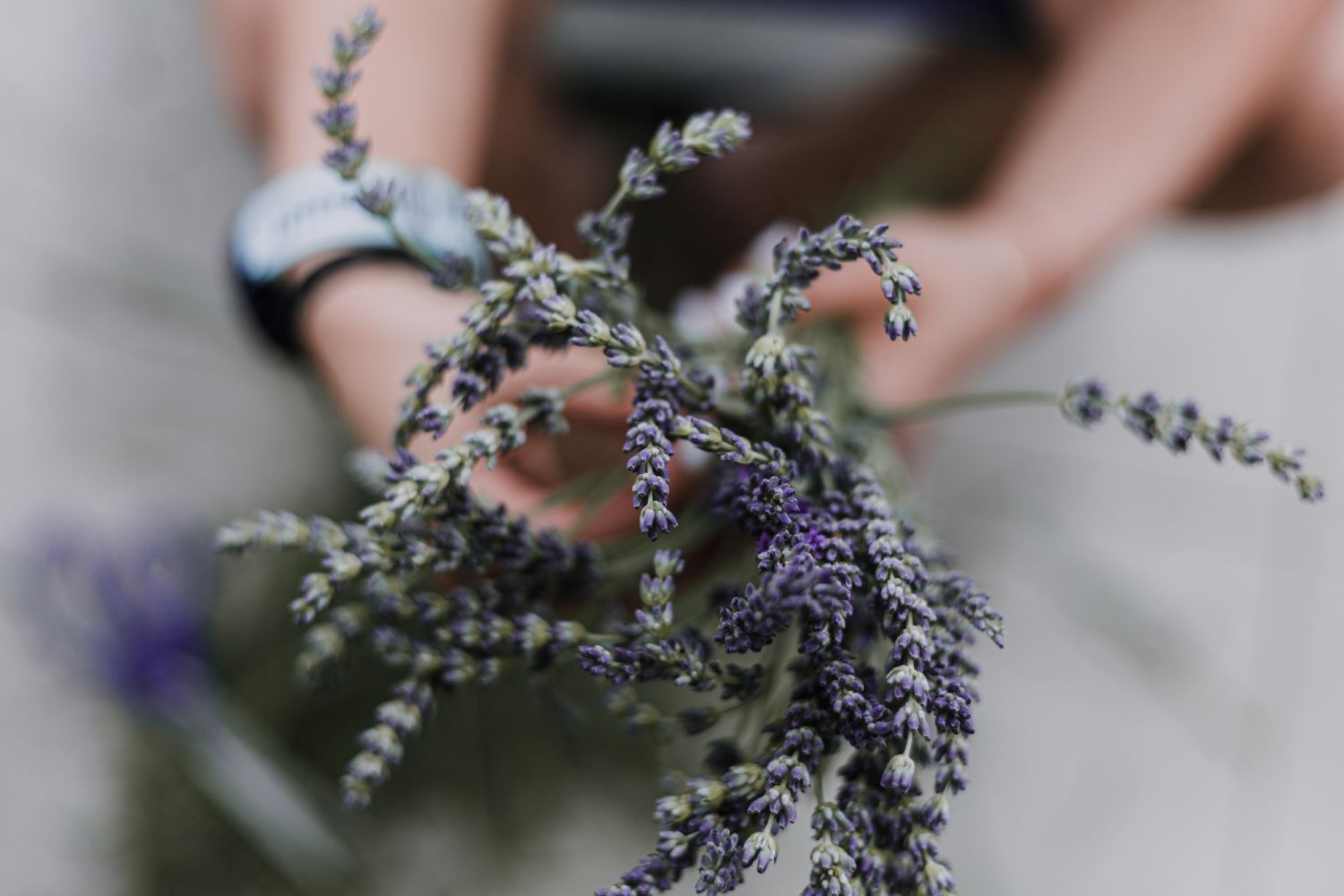 Stems of lavender (Photo: Peter Fazekas / Pexels)