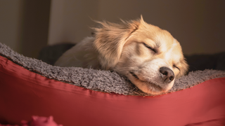 Photo: Royal Canin