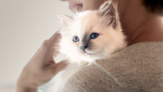 Photo: Royal Canin