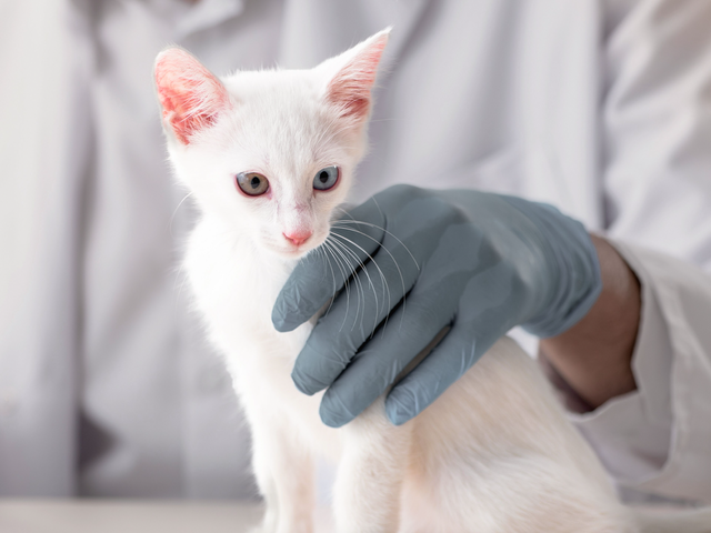 Photo: Royal Canin