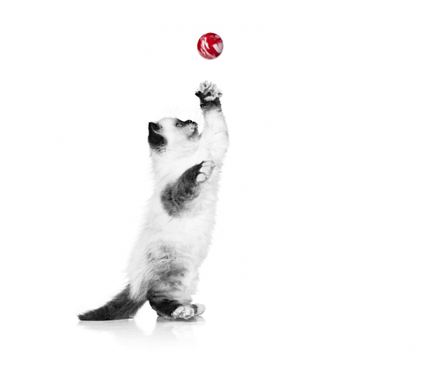 Photo: Royal Canin