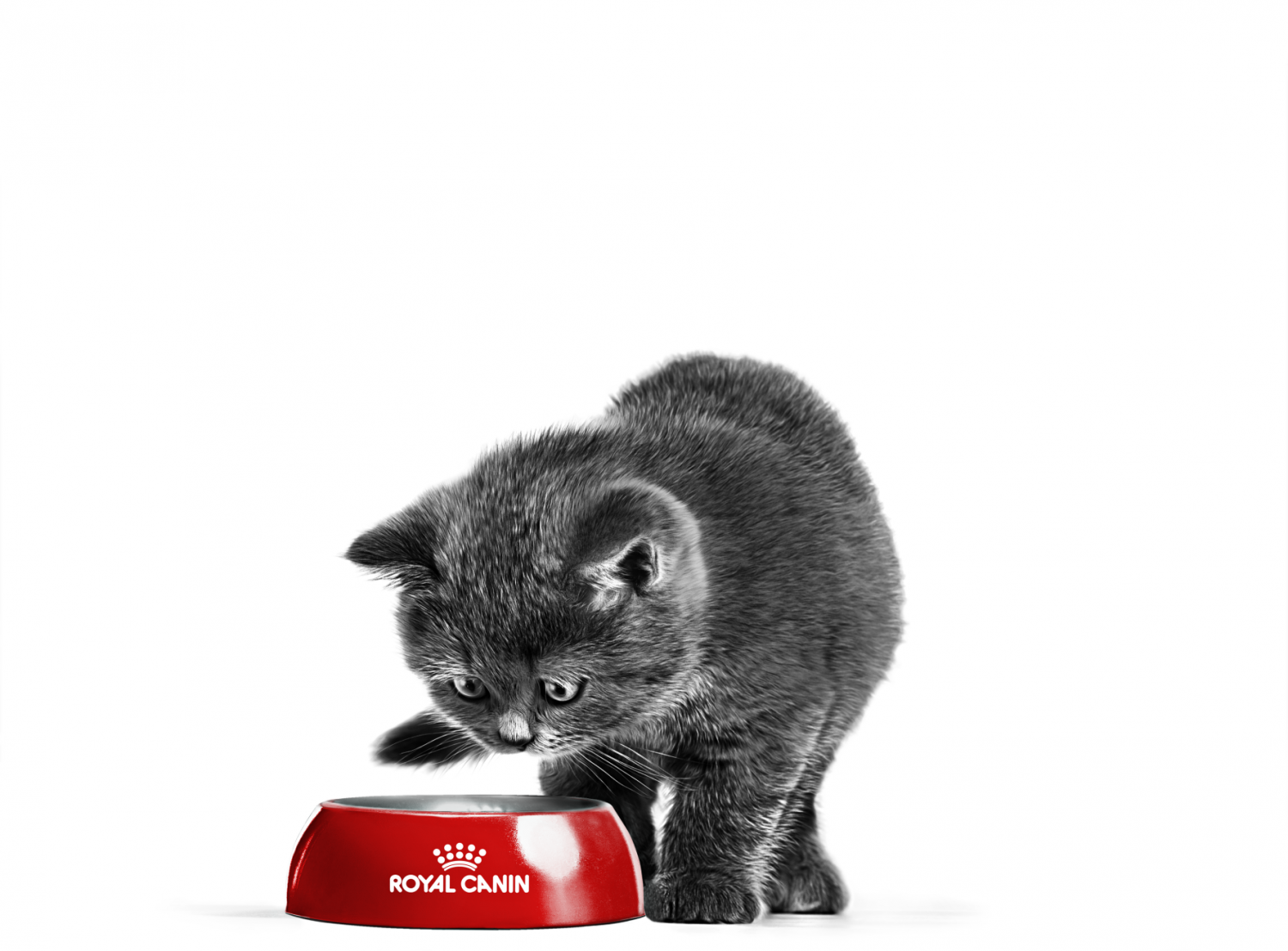 Photo: Royal Canin