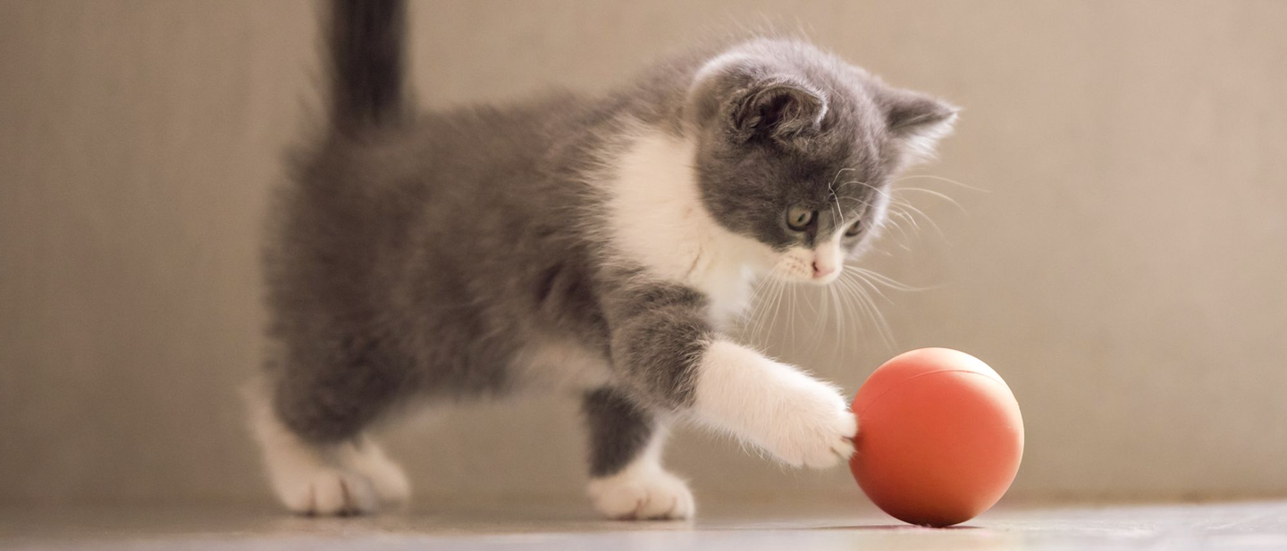 Photo: Royal Canin
