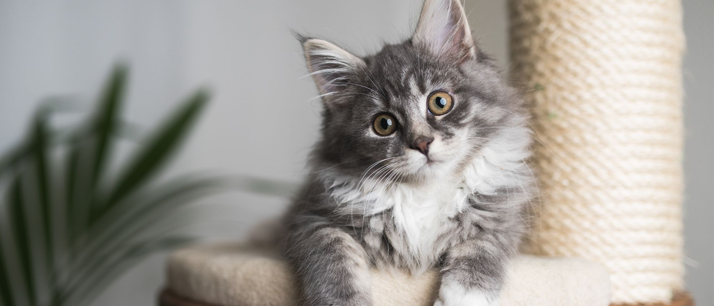 Photo: Royal Canin