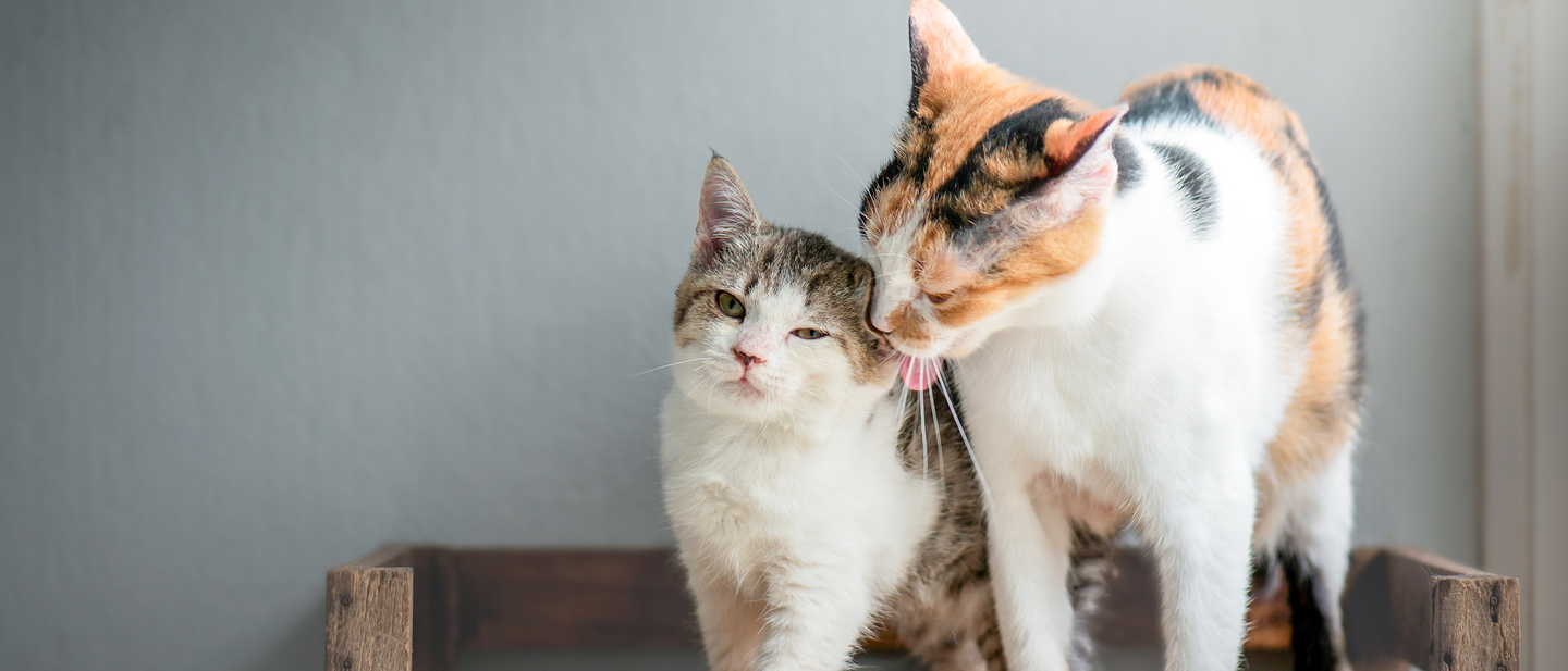 Photo: Royal Canin