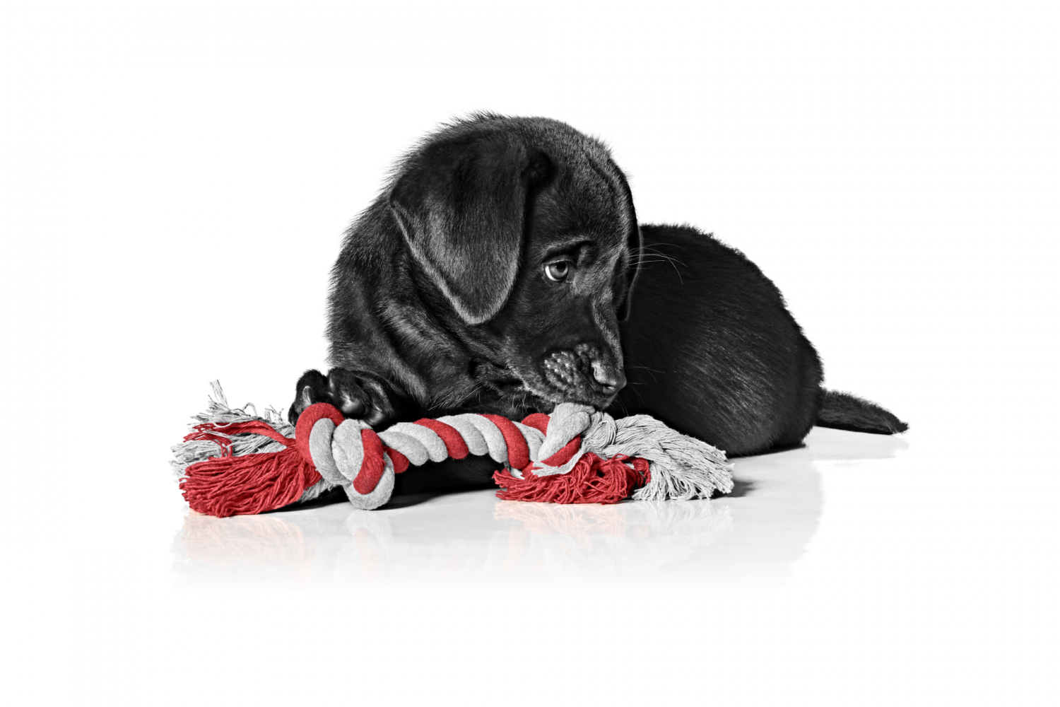 Photo: Royal Canin