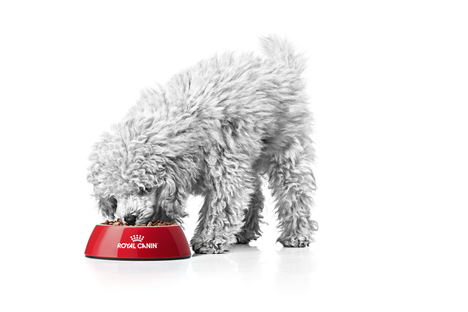 Photo: Royal Canin