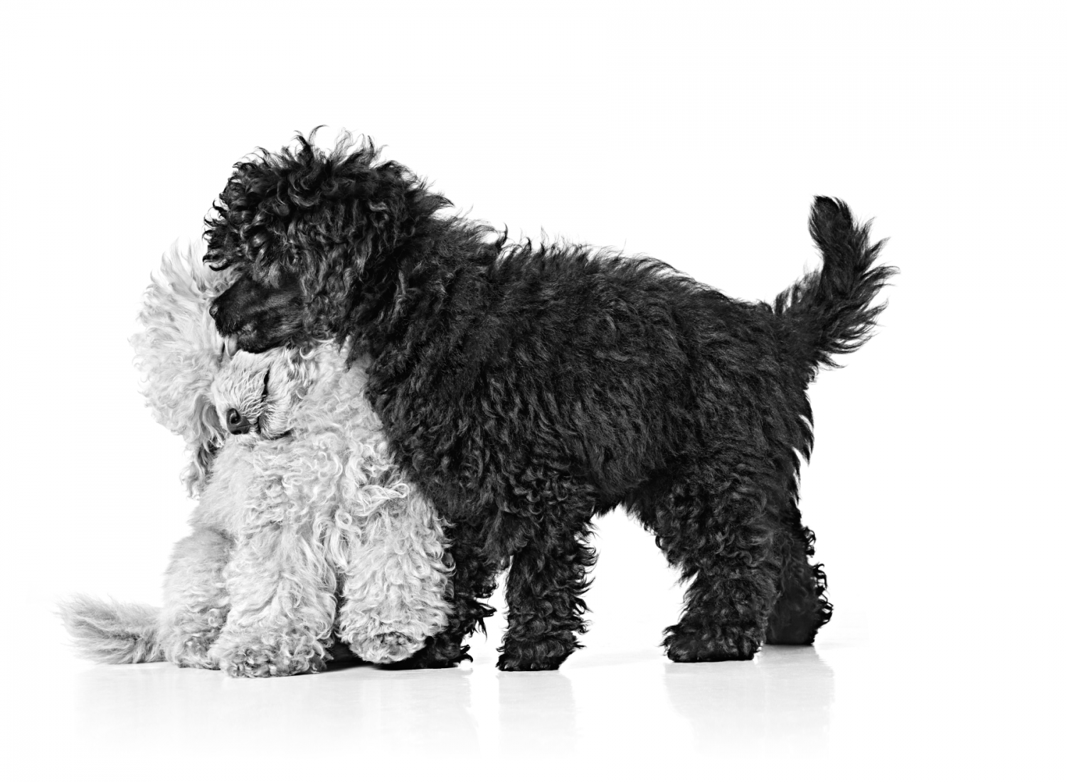 Photo: Royal Canin