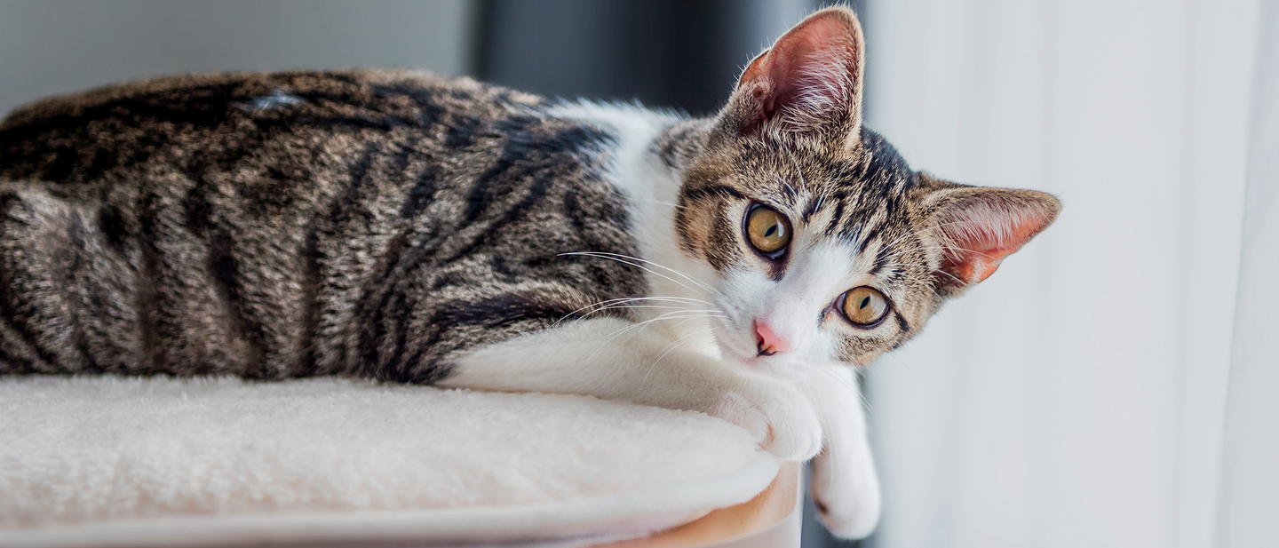 Photo: Royal Canin