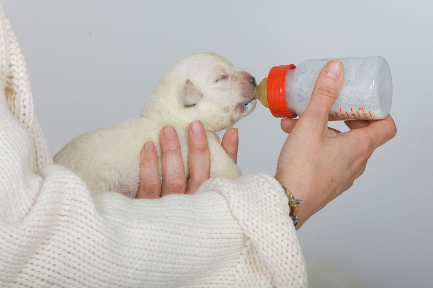 Photo: Royal Canin