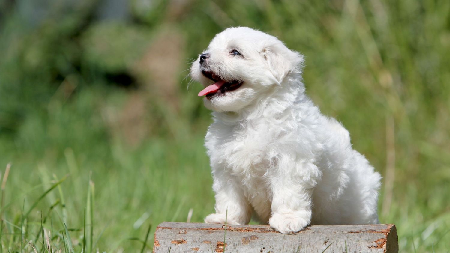 Photo: Royal Canin