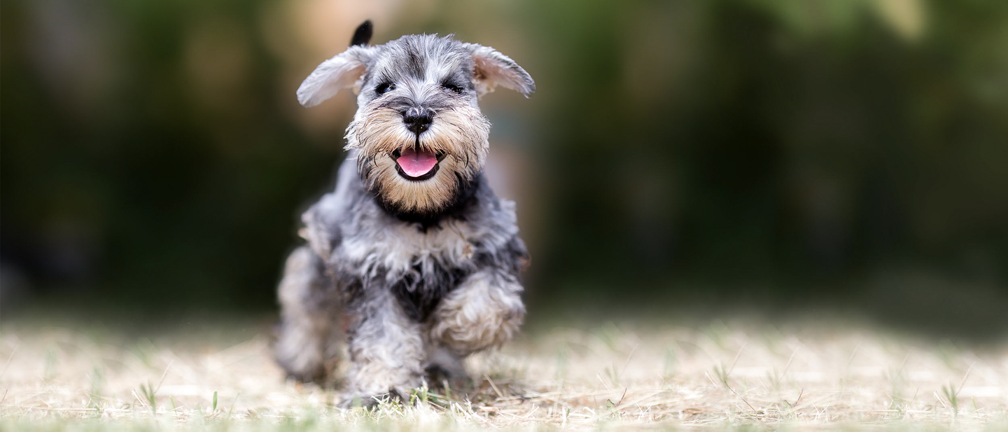 Photo: Royal Canin