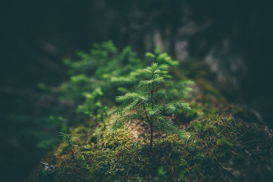 Sierra Madre is rich in biodiversity (Photo: Matthew Smith/Unsplash)