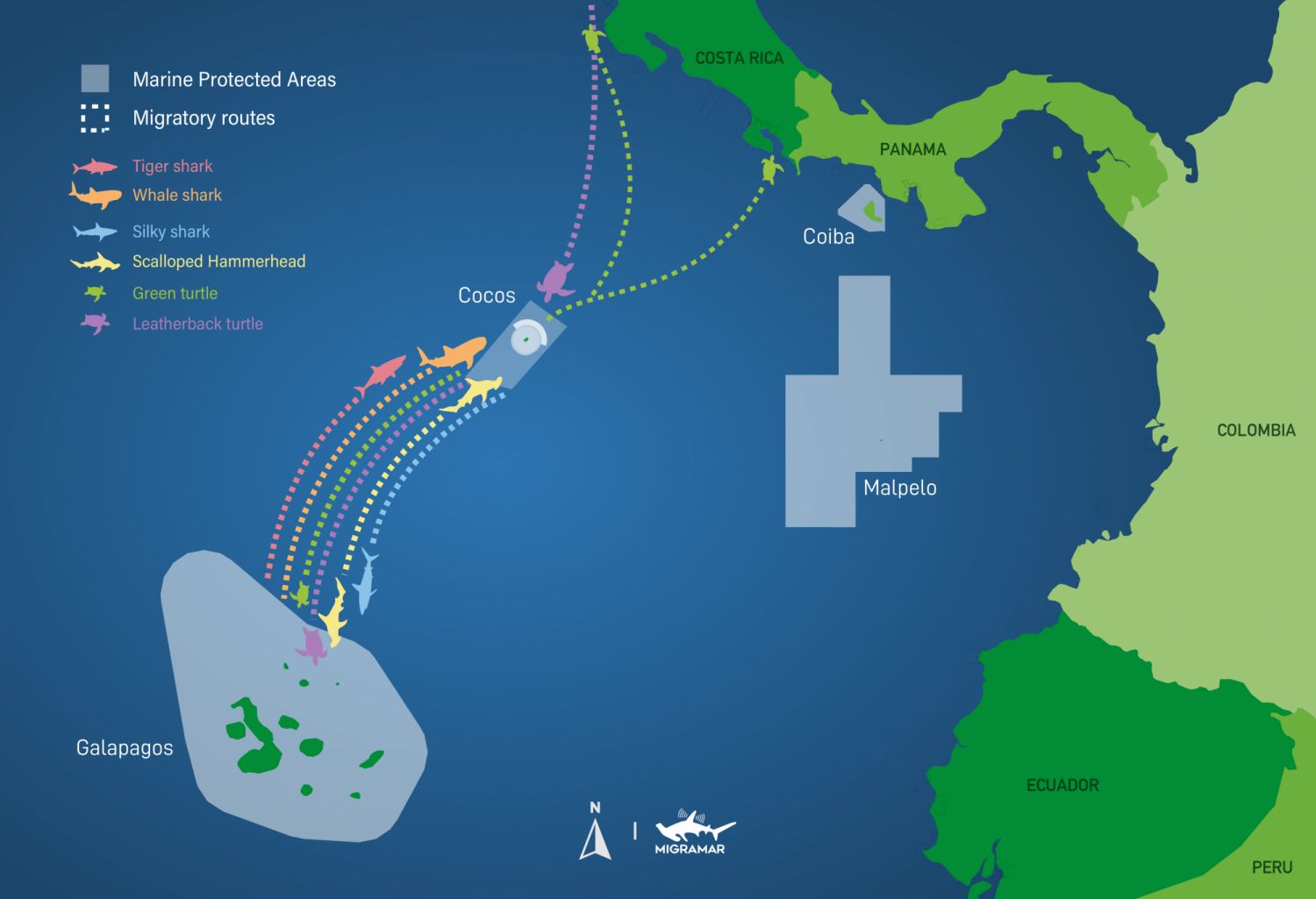 Mission Blue is helping to create a protectedswimway between the Cocos and theGalÃ¡pagos Islands.