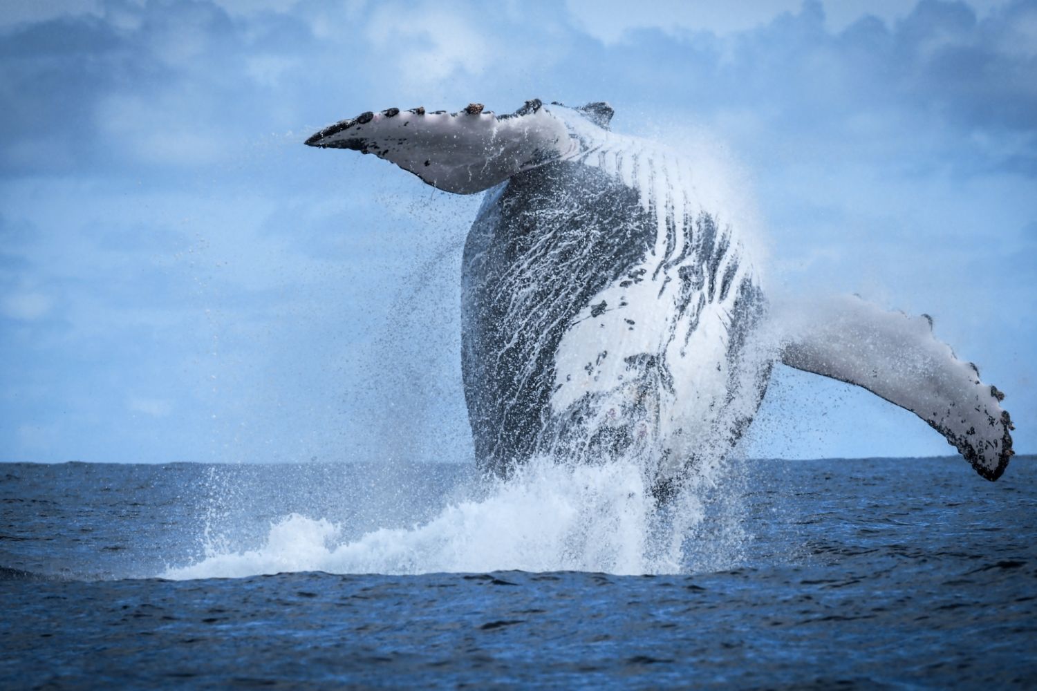 Humpback whales migrate to the warmwaters around the Osa Peninsula to breed. (Photo: Courtesy of Rolex)