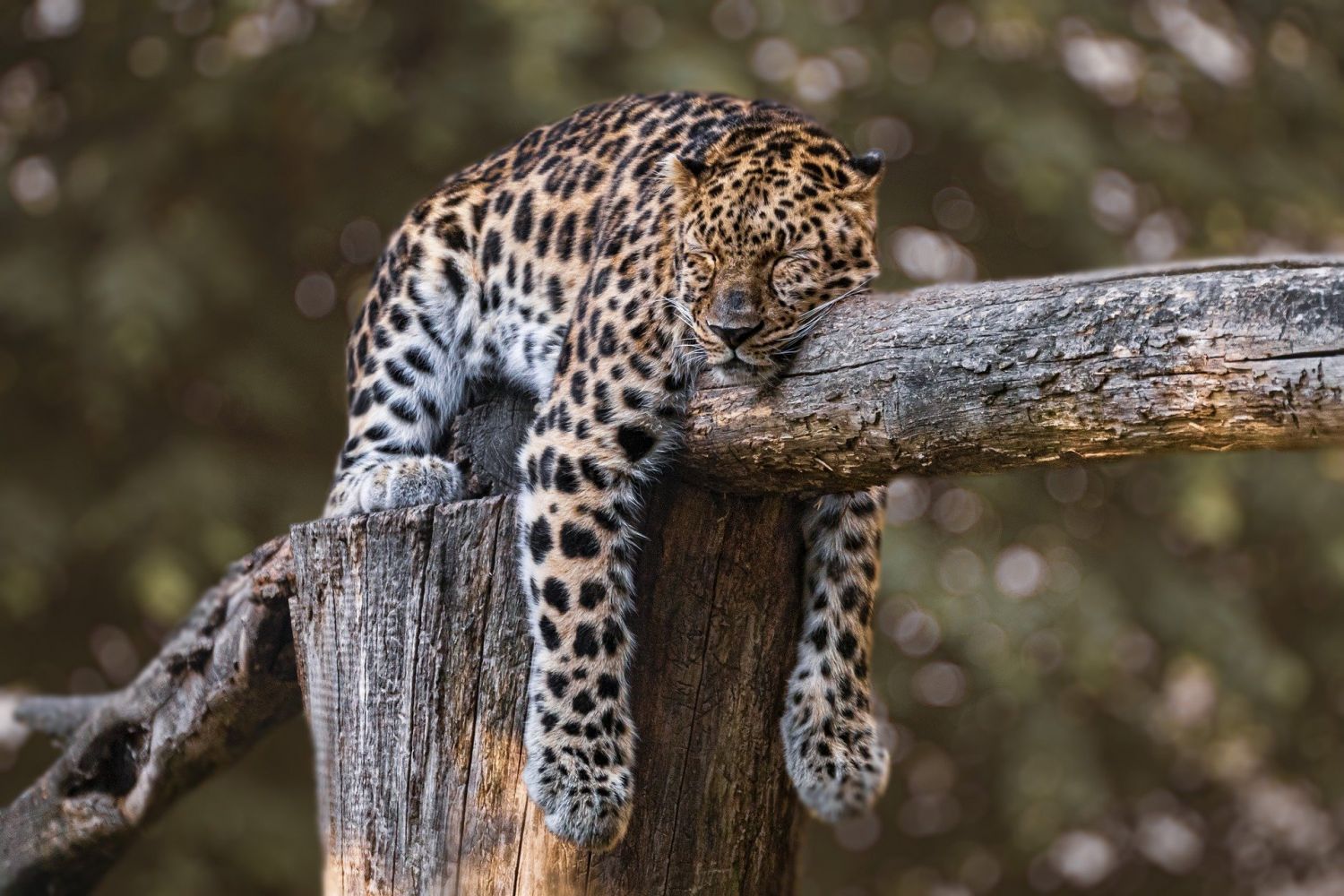 世界睡眠日日期每年都不同。Photo:Pixabay