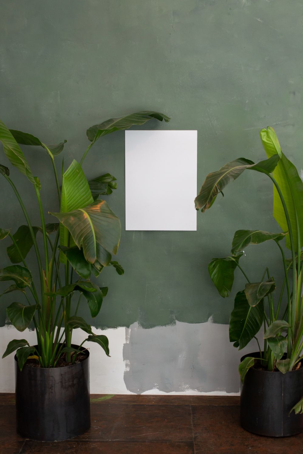TikTok Home Trends March 2022 Monstera / Pexels