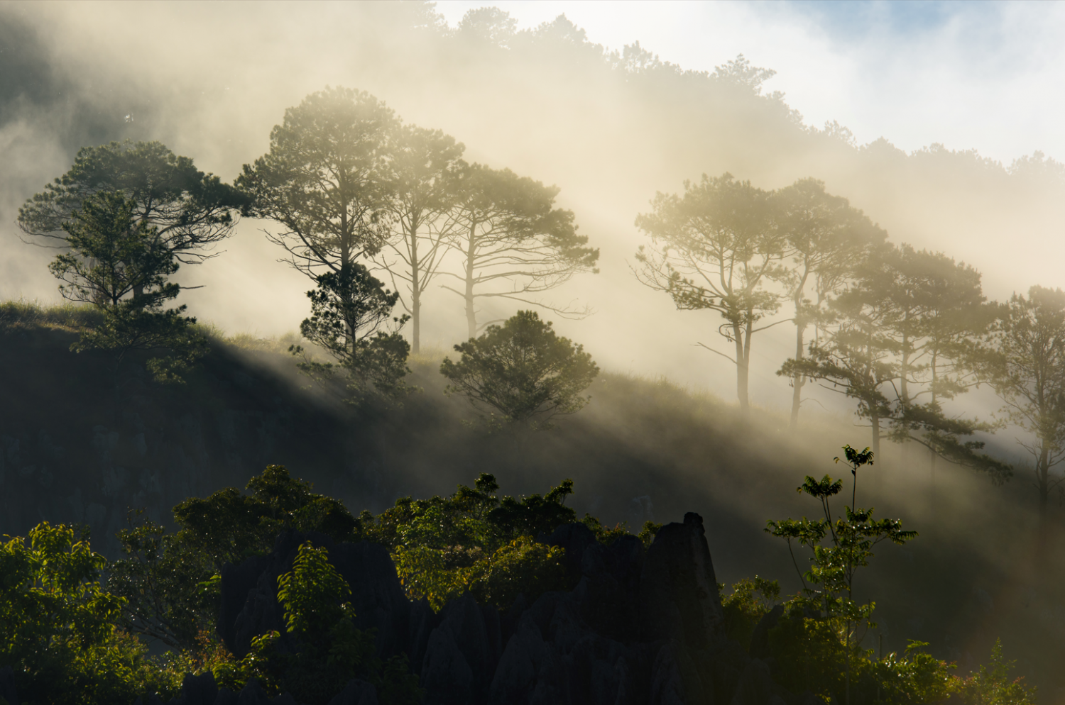 Morning light through trees in Sagada, Mountain Province, Philippines (Photo: Jacob Maentz/Getty Images)