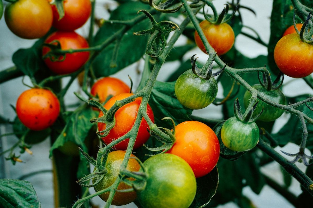 Photo: Unsplash